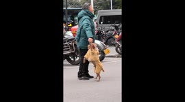 Dog Dances with Human