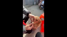 How to Annoy Your Dog