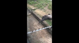 A Gorilla Uses Branch to Reach Banana