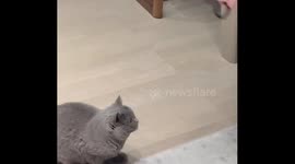 The Russian Blue Flies Out to Fetch Rubber Band