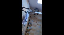 The Tabby Pulls Towel Off the Rack