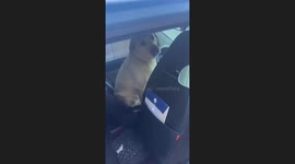 The Labrador Seats in the Driver Side