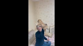 The Puppy Strikes a Superman Pose