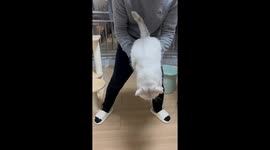 The Owner Plays With His Cat