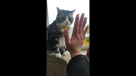 The Tabby and Girls High Fives