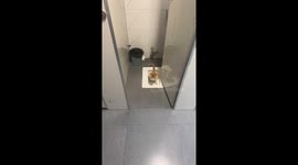 A Orange Cat Uses Human Squat Toilet
