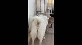 The Samoyed Wags Its Bottom