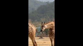 A Giraffe Nibbles the Tail of Another