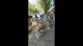 A Shiba Stands on the Fence