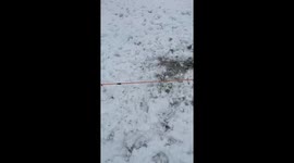 Two Border Collies Play Tug-of-War in Snow