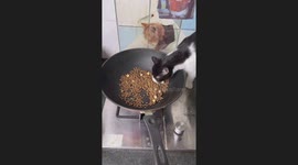 When Home Cats Prefer Cooked Food