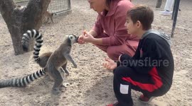 A child feeding a family of Lemurs from his hands