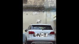 The Cat Fails to Jump Onto the Step