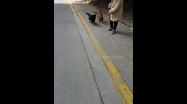 The Girl is Bitten by a Dog