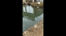 A Rooster Falls Into the Water