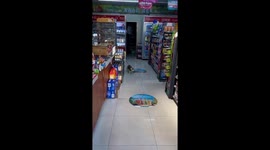 The Cat Rubs Its Paws on the Smooth Ground