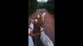 Goats on the Road