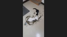 Kitten Goes Wild on Catnip