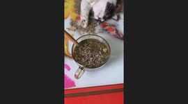 If Human Drinks Catnip Tea