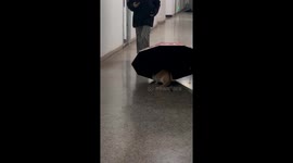 The Orange Cat Hides Under the Umbrella