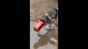 temp