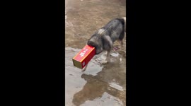 The Husky Sticks Its Head Inside the Box