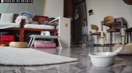 The Curious Behavior of the Cat