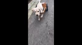 The Dog Pulls the Cart to Pick up the Package