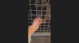 The Gorilla Eats Longans