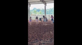 Kid Get's Trampled by a Calf