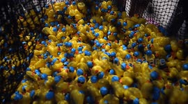 Caribbean Netherlands: Thousands of rubber ducks race in Rotterdam for charity
