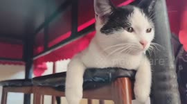 How to Play with Cat