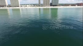 Gulf Shores 2016 DJI - Sharks near the beach