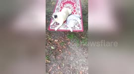 Newsflare Edit - Pugandcat : Magic Carpet Ride