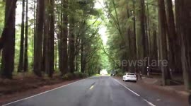 Avenue of the Giants - A Timelapse Trip 7-10-15