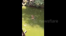 Monkeys dive and swim on a hot day at the zoo