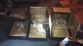 大写的瞎！男子后备箱藏三只老虎 他却说是波斯猫