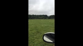 Sheep rustling