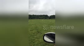 Newsflare Edit - Sheep rustling