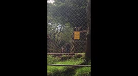 Monkeys screaming on bridge of wildlife park not letting people over