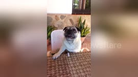 Newsflare Edit - Pugandcat : Pugandcat 