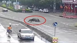 Buffalo injures 13 people being shot dead