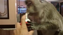 Monkey tastes whipped cream for the first time