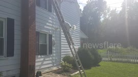 Watch this dog climb a 20ft ladder