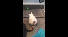 Cat played with laserpoint