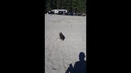 Mini pig runs for treats on the beach