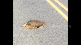 Snapping Turtle