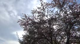 Swarm of tiny bugs invade my apple tree