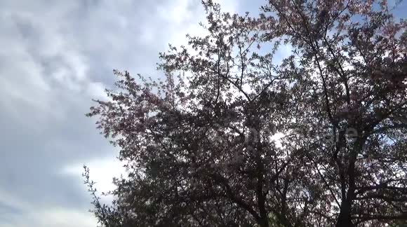 Swarm of tiny bugs invade my apple tree