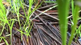 Cricket chirping in slow motion versus regular speed